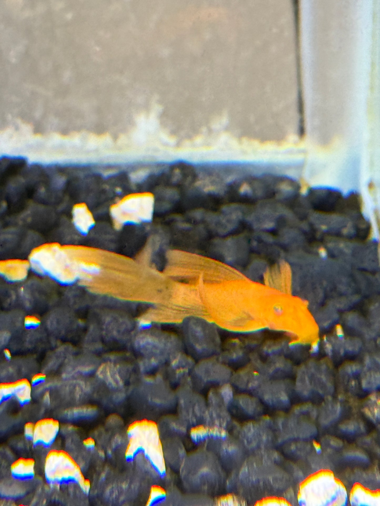 Super red bushy nose/bristle nose long fin