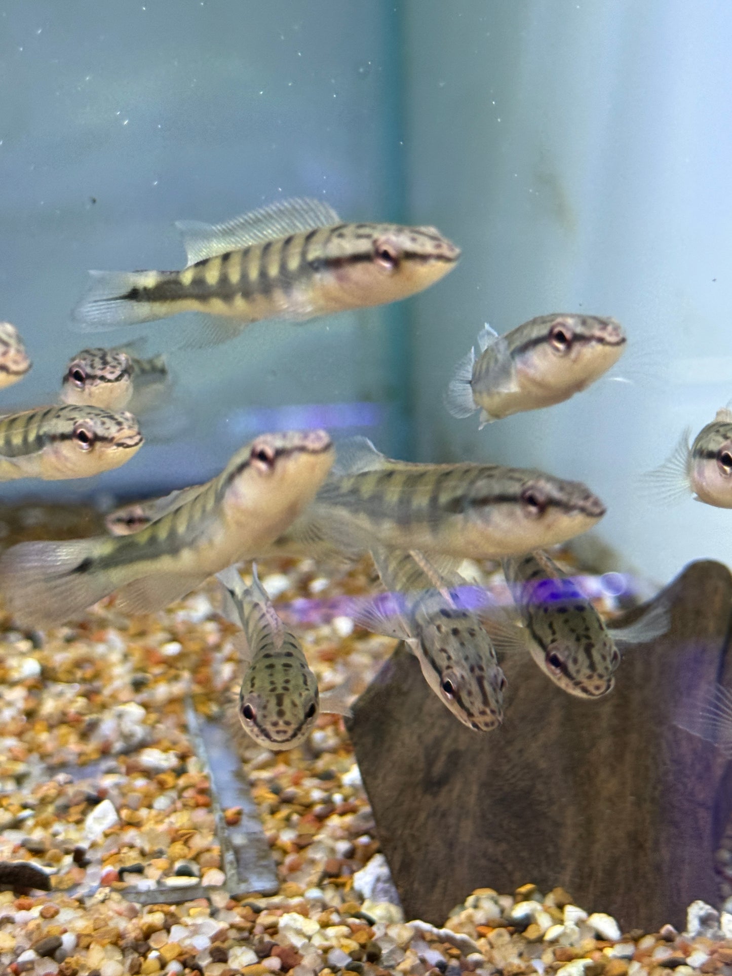 Killer Deal !! Lenticulata Pike Cichlid (Crenicichla Lenticulata)