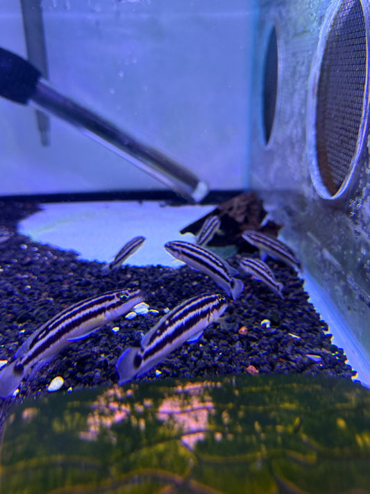 GOLDEN JULIE (JULIDOCHROMIS ORNATUS)