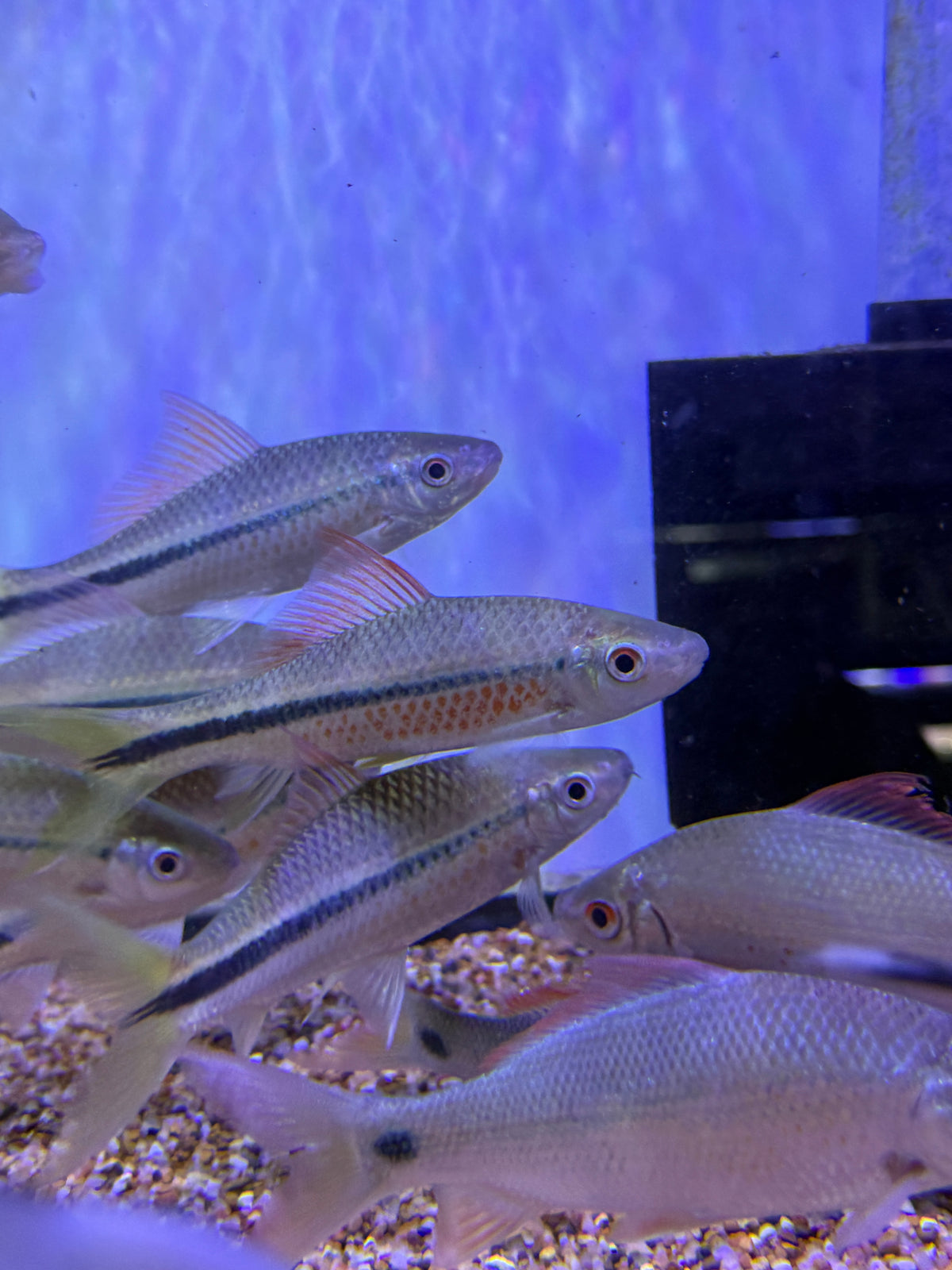 Rare ! Osteochilus flavicauda