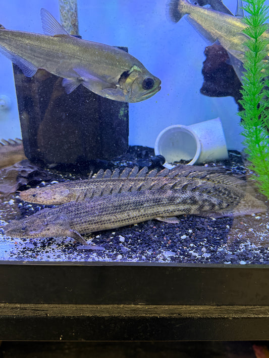 Polypterus bichir kiloton koliba