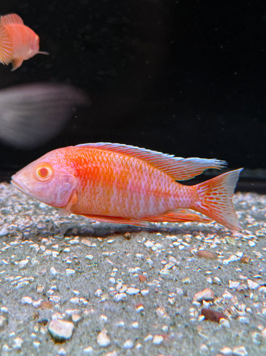 Albino Eureka Red Peacock Cichlids