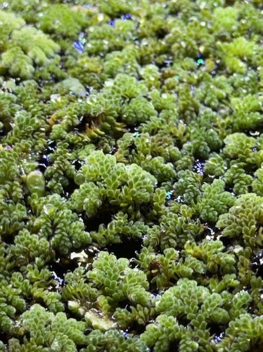 Azolla caroliniana Floating Plant