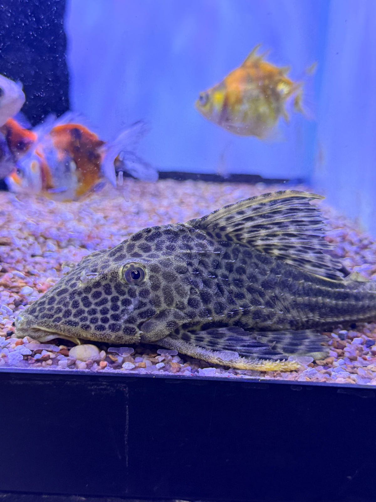 L050 Hypostomus Cochliodon