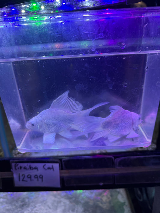 Platinum SHORT BODY BUTTERFLY Koi (CYPRINUS RUBROFUSCUS)