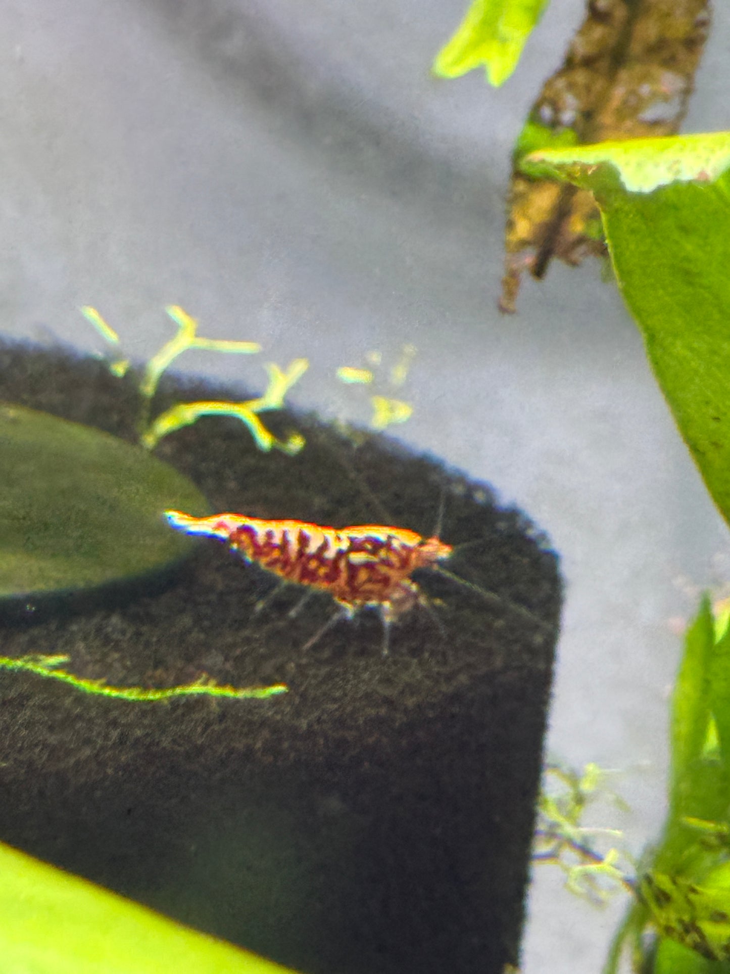 Red Galaxy Shrimp Caridina cantonensis