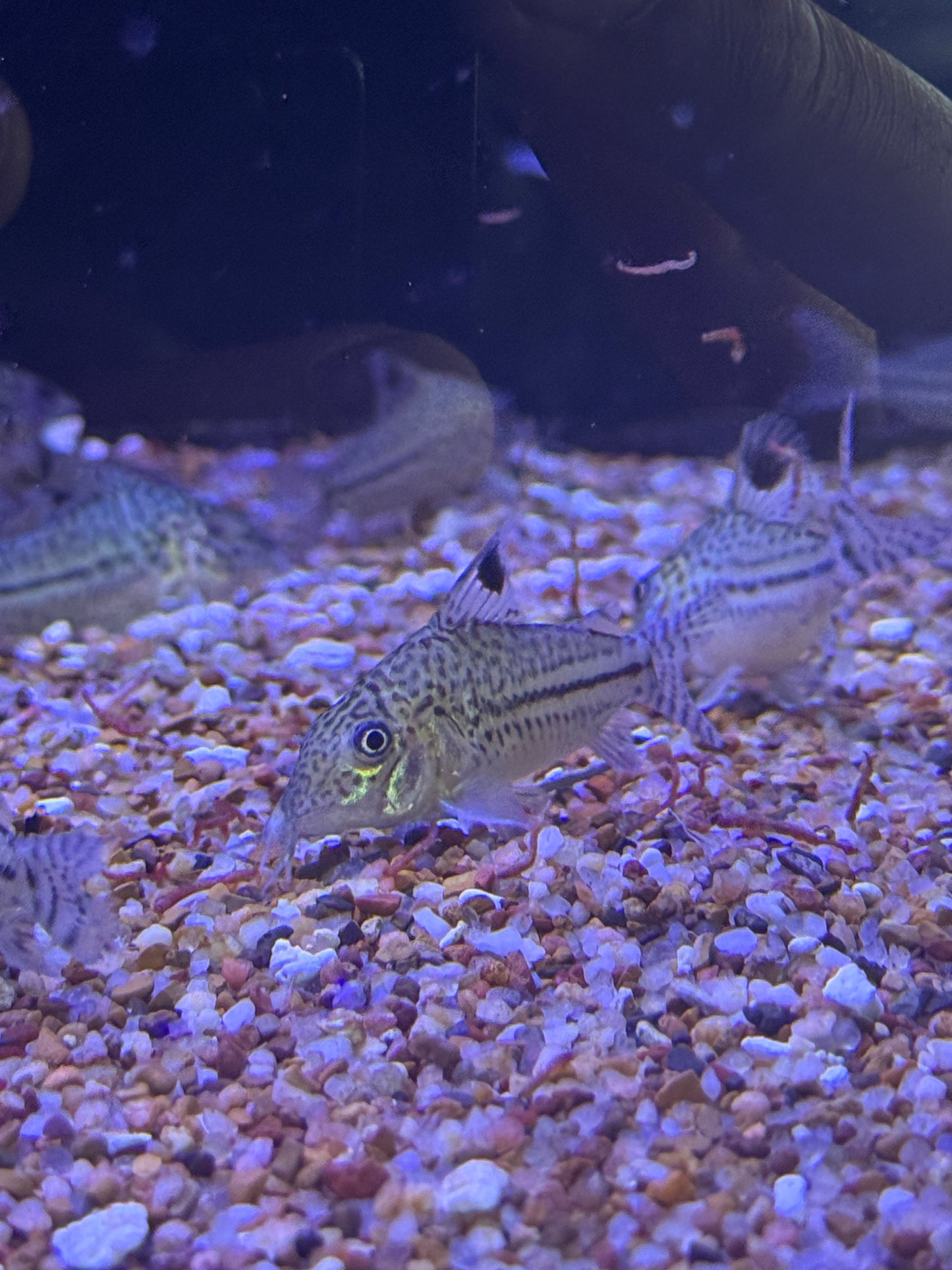 Corydoras Agassizii Peru