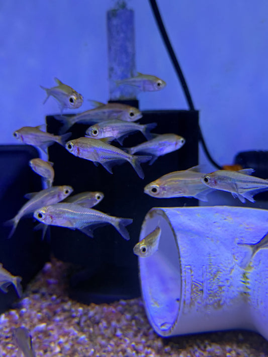 Blue Flash Glass Tetra (Heterocharax virgulatus)