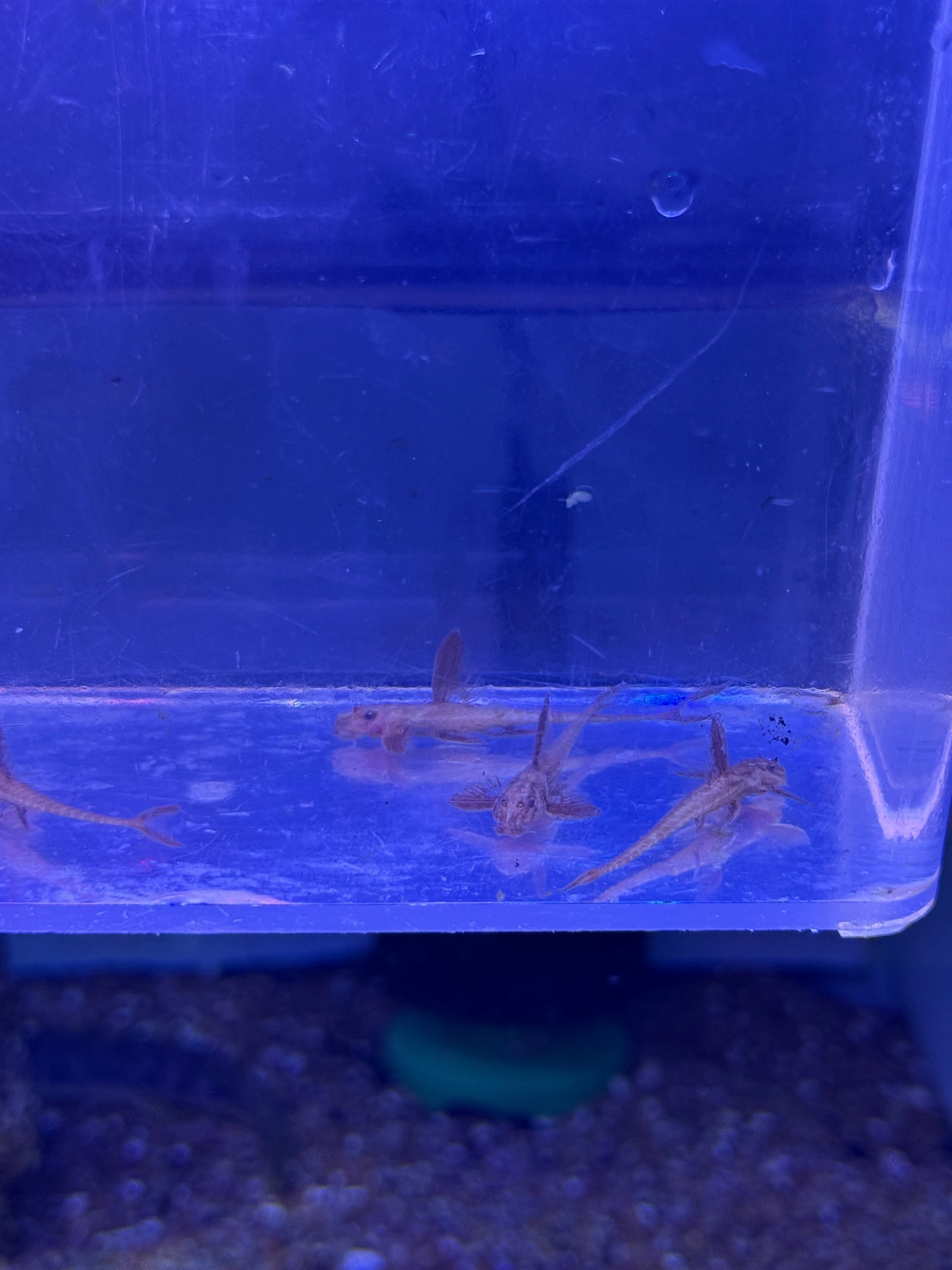 Red Lizard Whiptail Catfish (Rineloricaria sp. L010a)