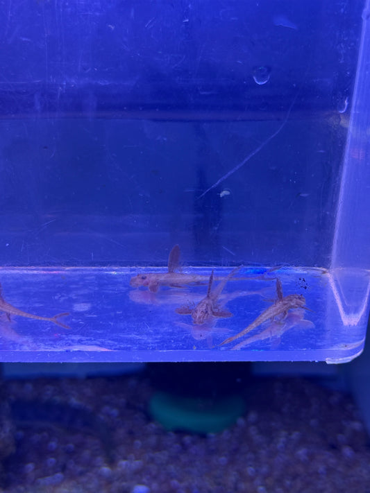 Red Lizard Whiptail Catfish (Rineloricaria sp. L010a)