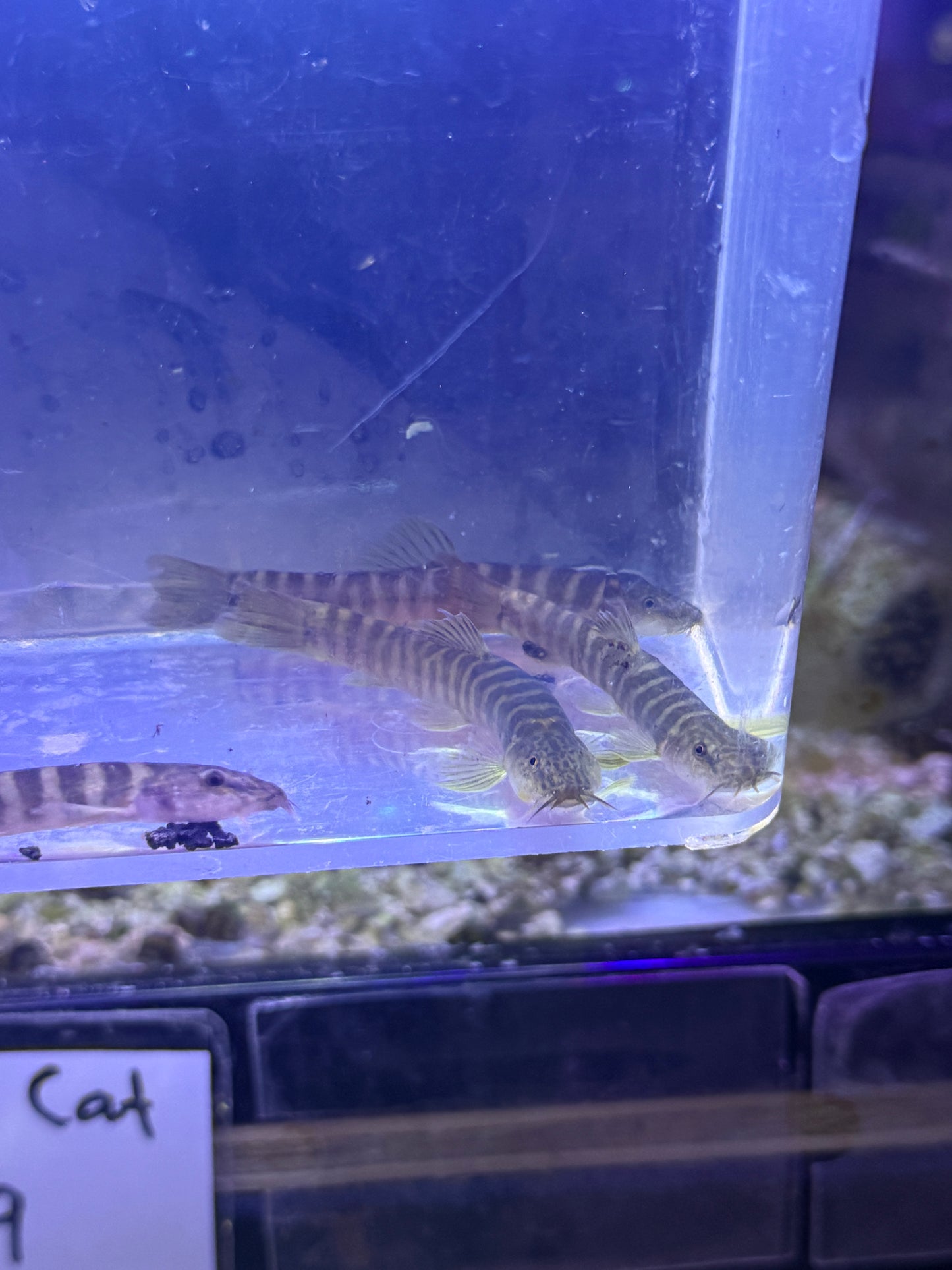 Paracobitis variegatus (syn. Homatula variegata) Slender Tiger Stipe Loach