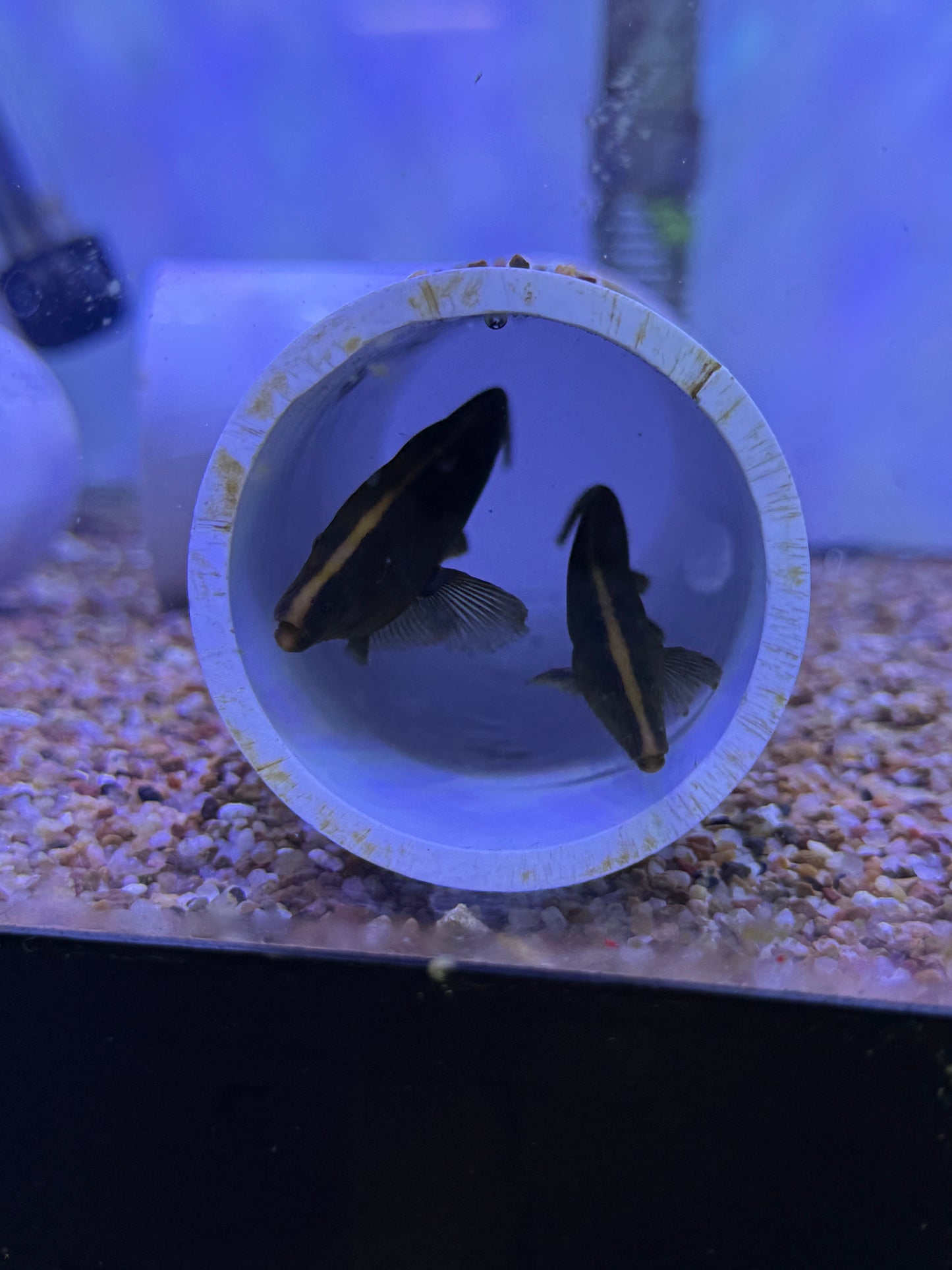 Apteronotus leptorhynchus Brown Ghost Knife