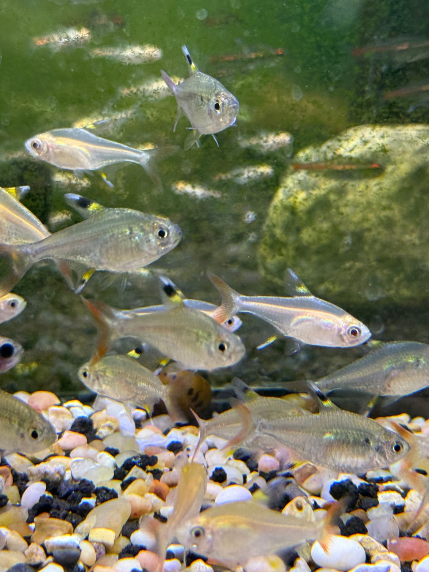 X-ray tetra (Pristella maxillaris)