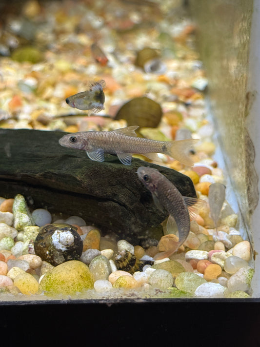 India Wild Red Fin Garra  Garra Sp