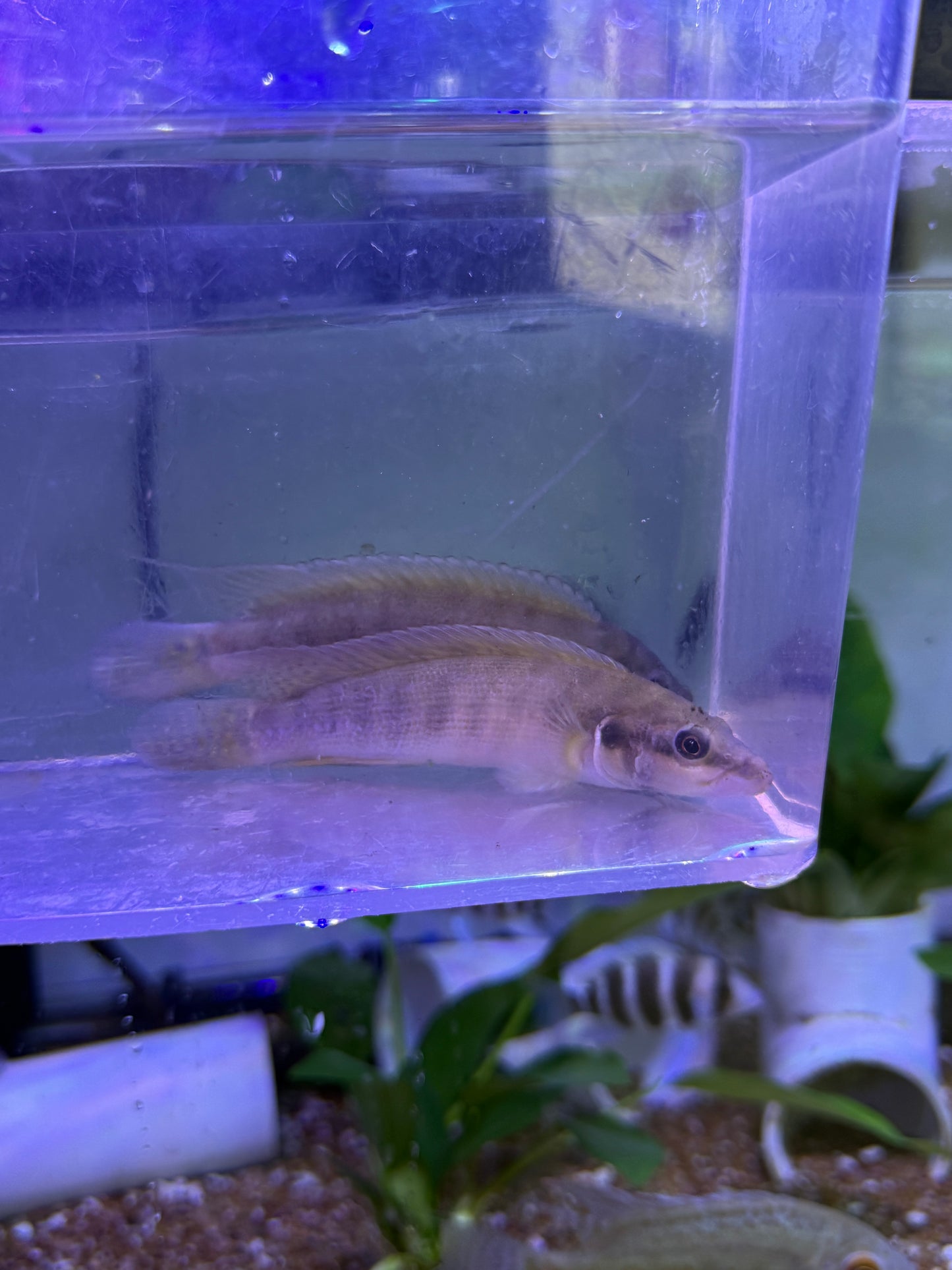 Crenicichla cyclostoma cametana