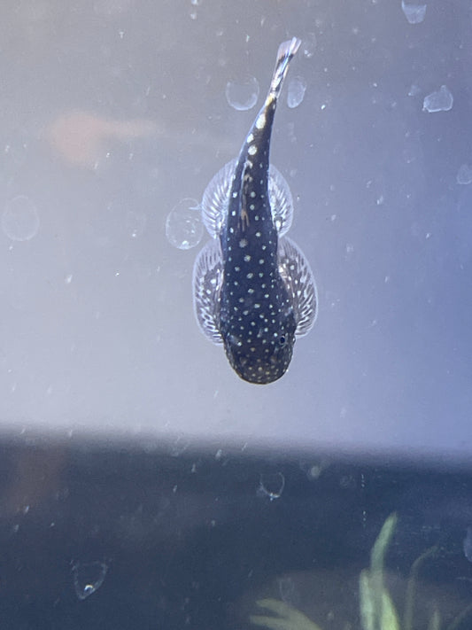 Spotted Borneo Sucker (Gastromyzon punctulatus)