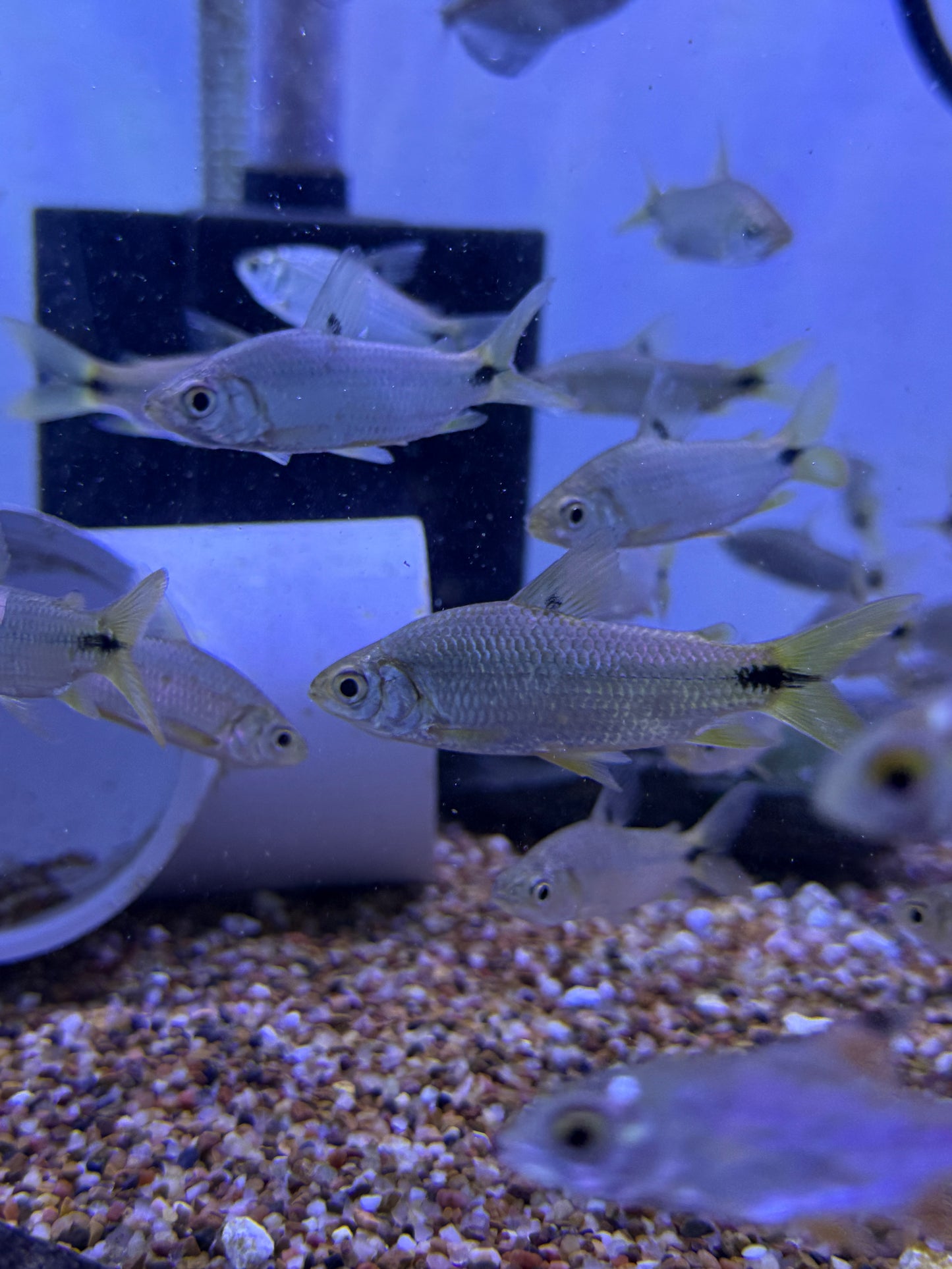 Steindachnerina argentea aka Stout Sardine Wild from Trinidad