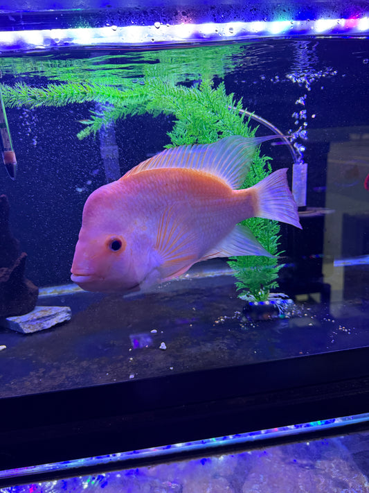 Red Devil / Midas  Cichlid