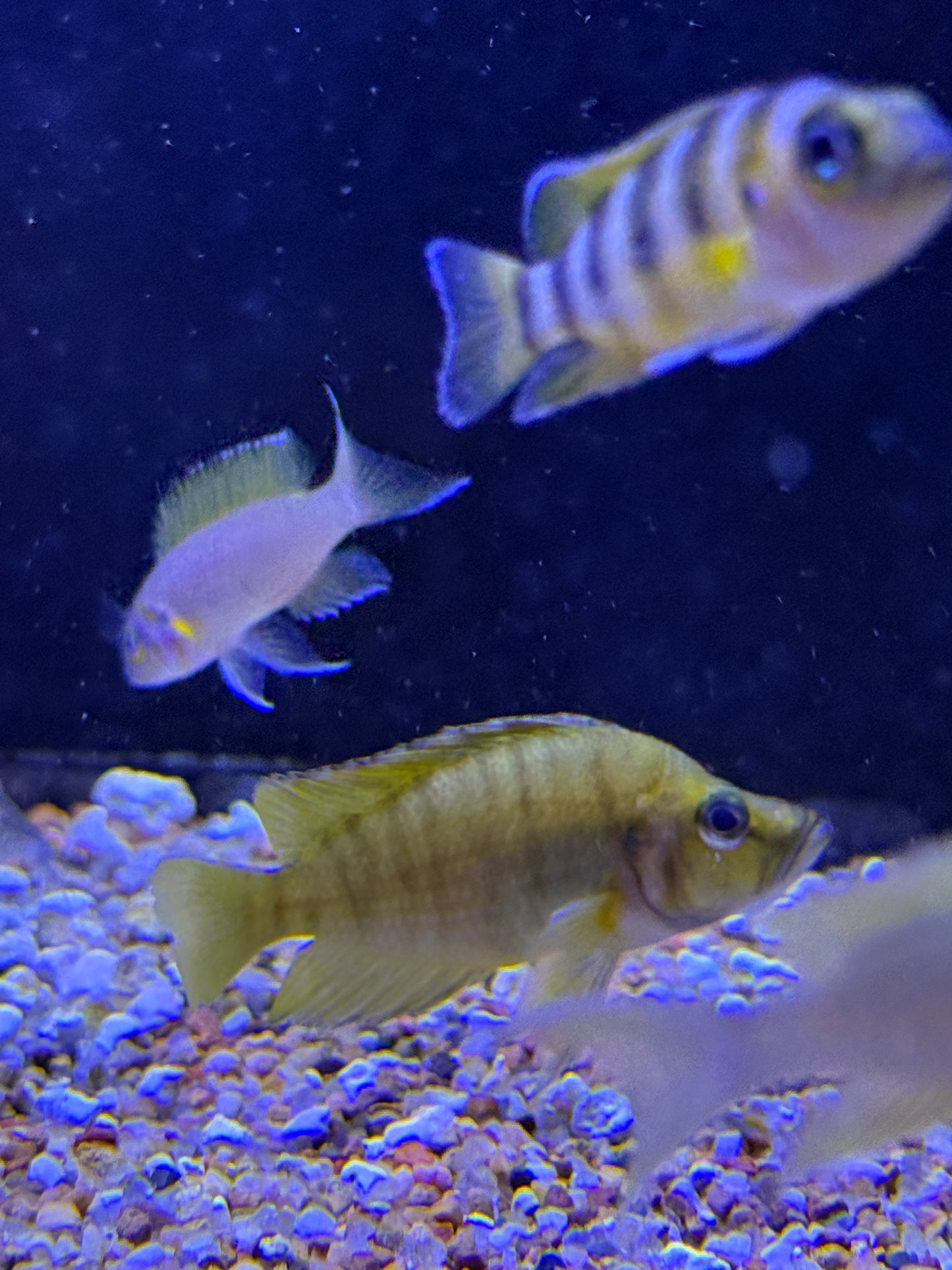 Altolamprologus compressiceps - (Yellow Chaitika)
