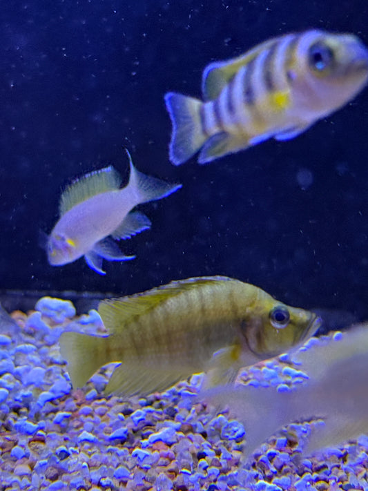 Altolamprologus compressiceps - (Yellow Chaitika)