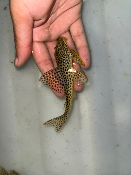 Isorineloricaria spinosissima zucchini pleco Wild from Ecuador