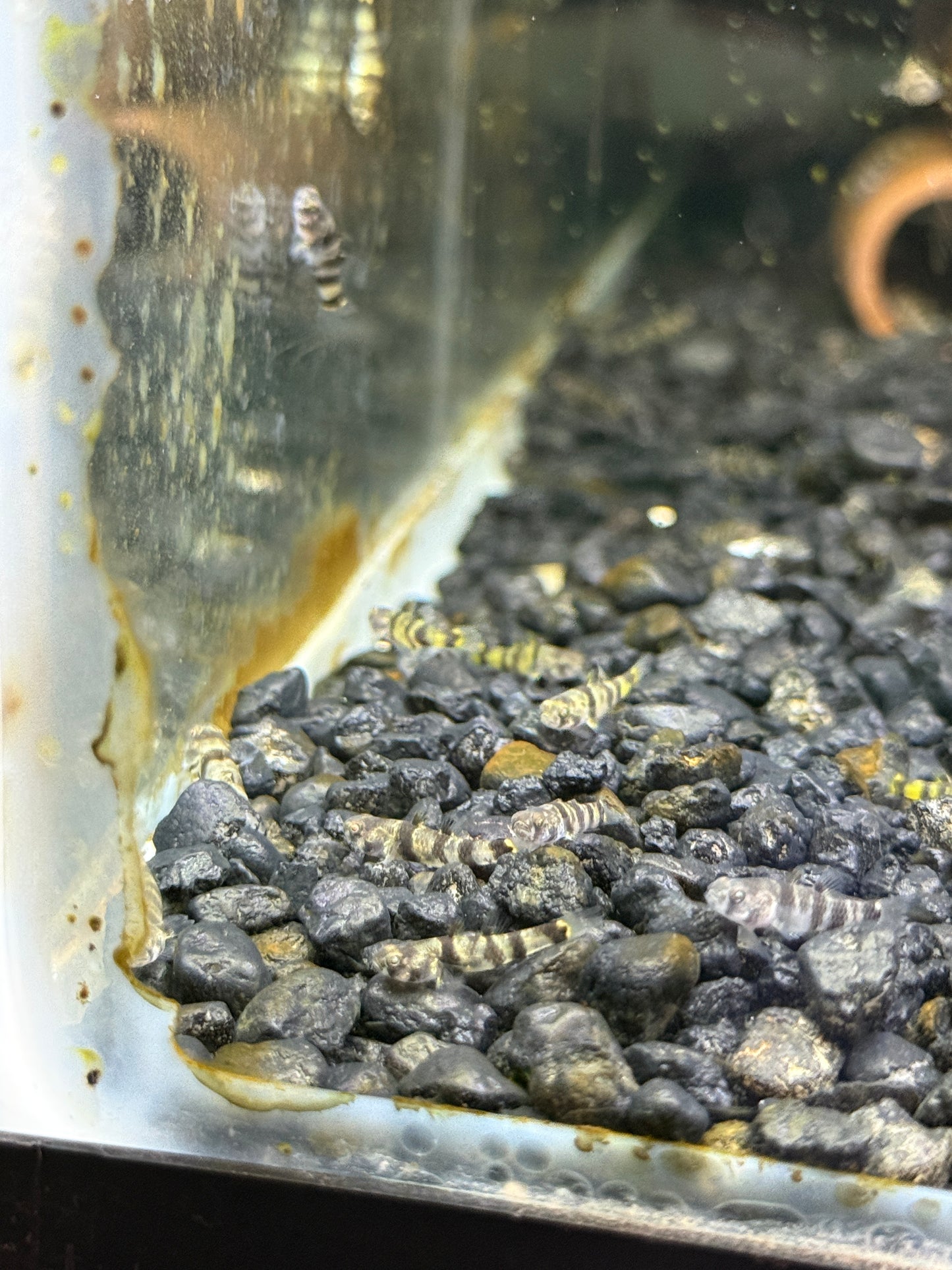 Brachygobius nunus  Golden-Banded Bumblebee Goby