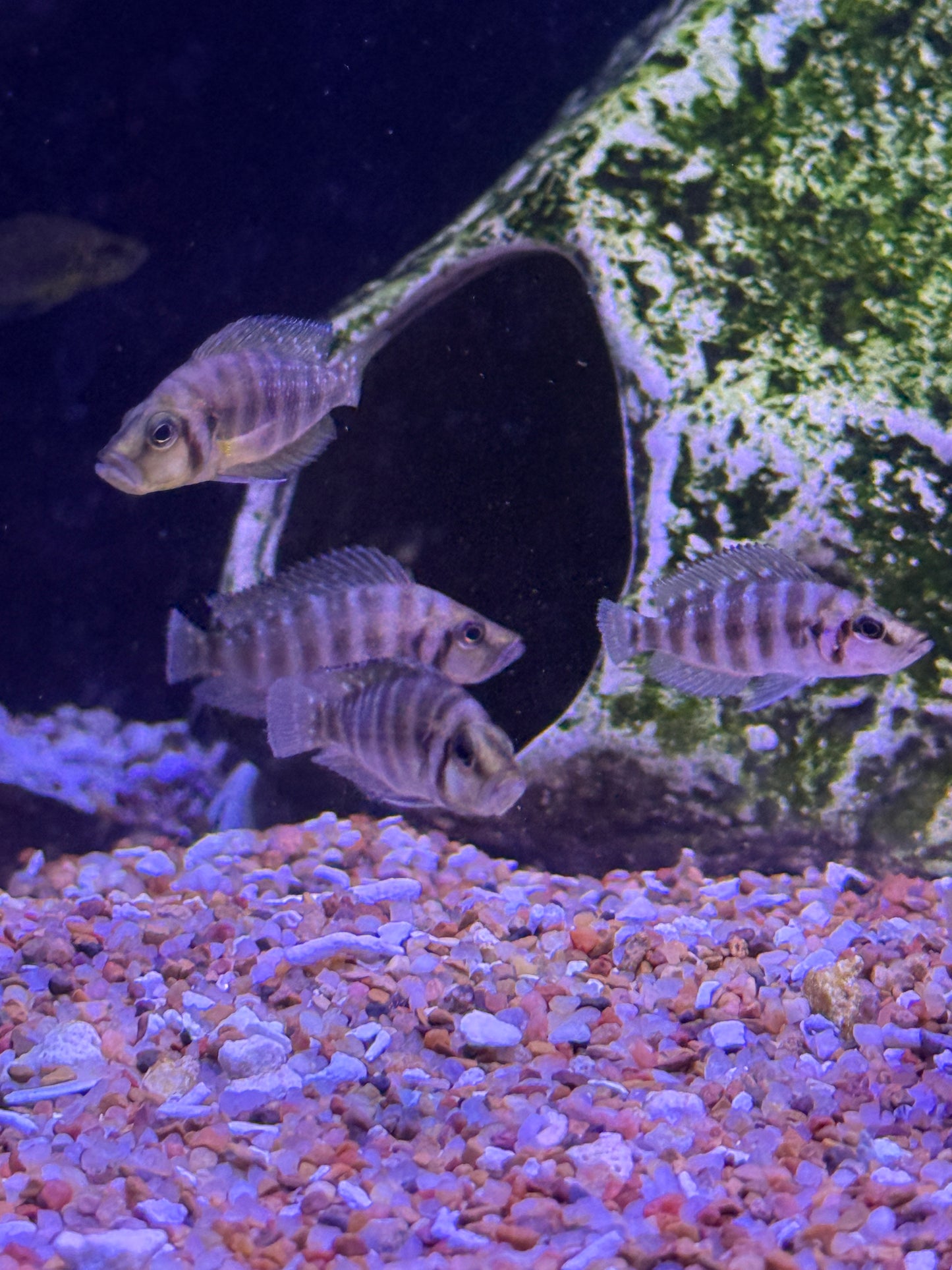 Gold Head Face Compressiceps (Altolamprologus Compressiceps)