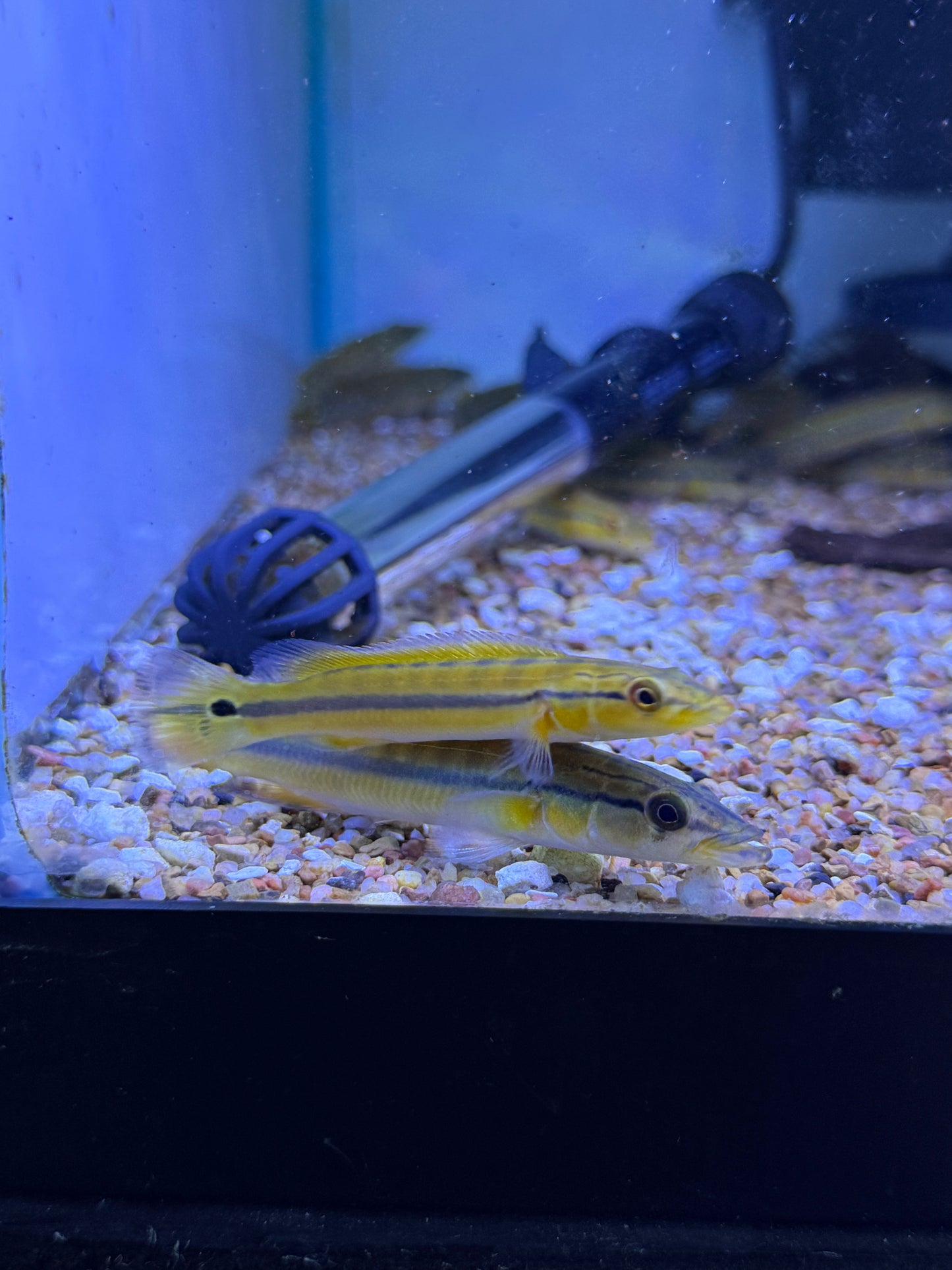 Xingu Pike Cichlid (Crenicichla lugubris Sp.Xingu)