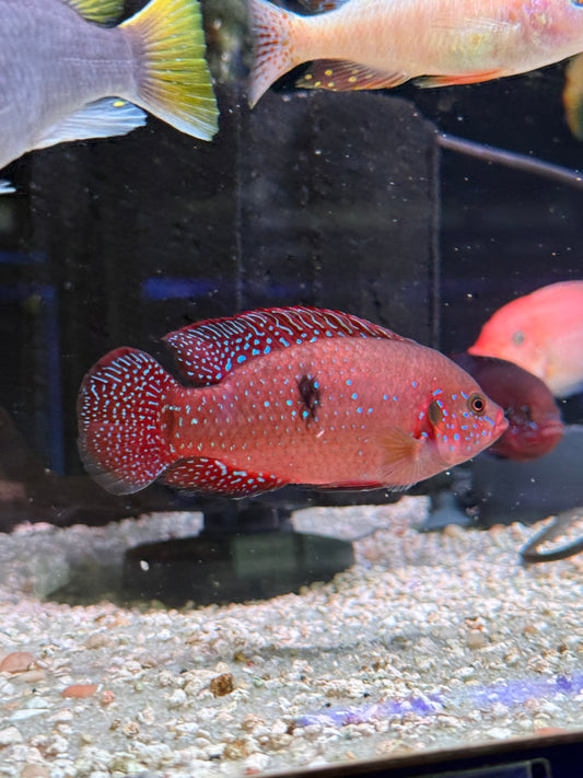 Turkana Jewel Cichlid ( Rubricatochromis exsul)