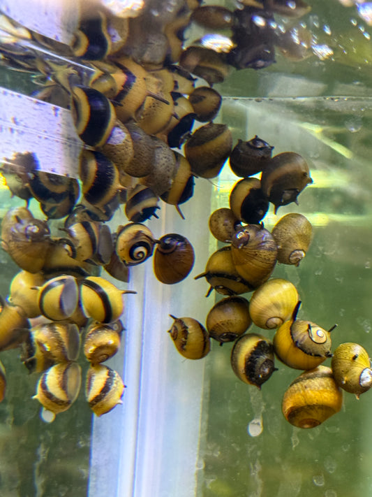 Horned nerite snails (Clithon corona)