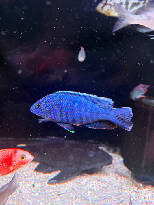 Electric Blue Hap (Sciaenochromis fryeri)