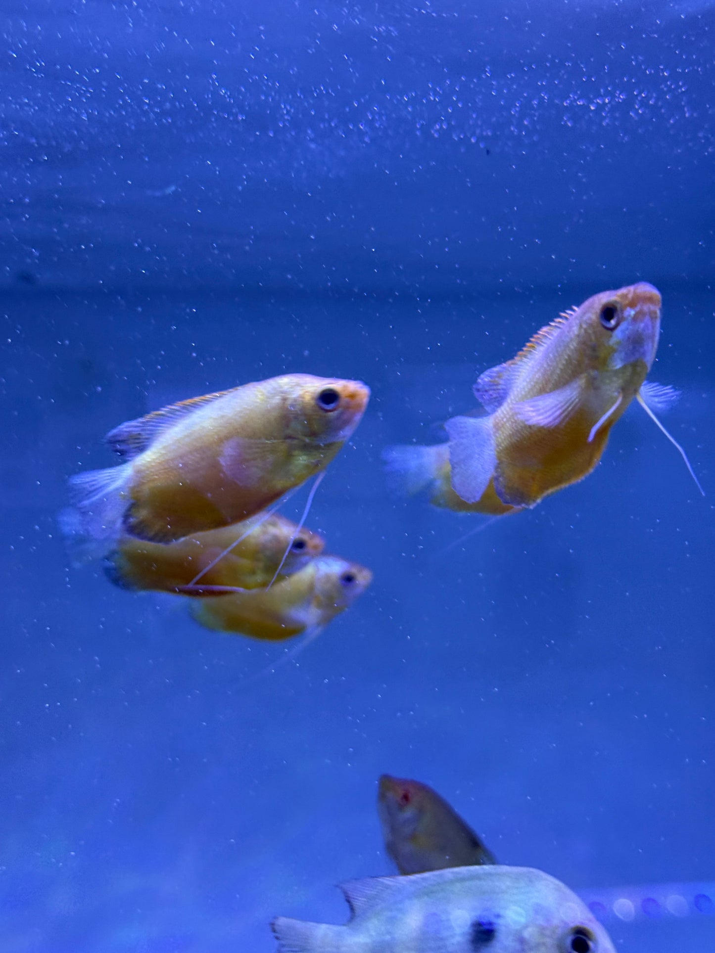Honey Gourami (Trichogaster chuna)