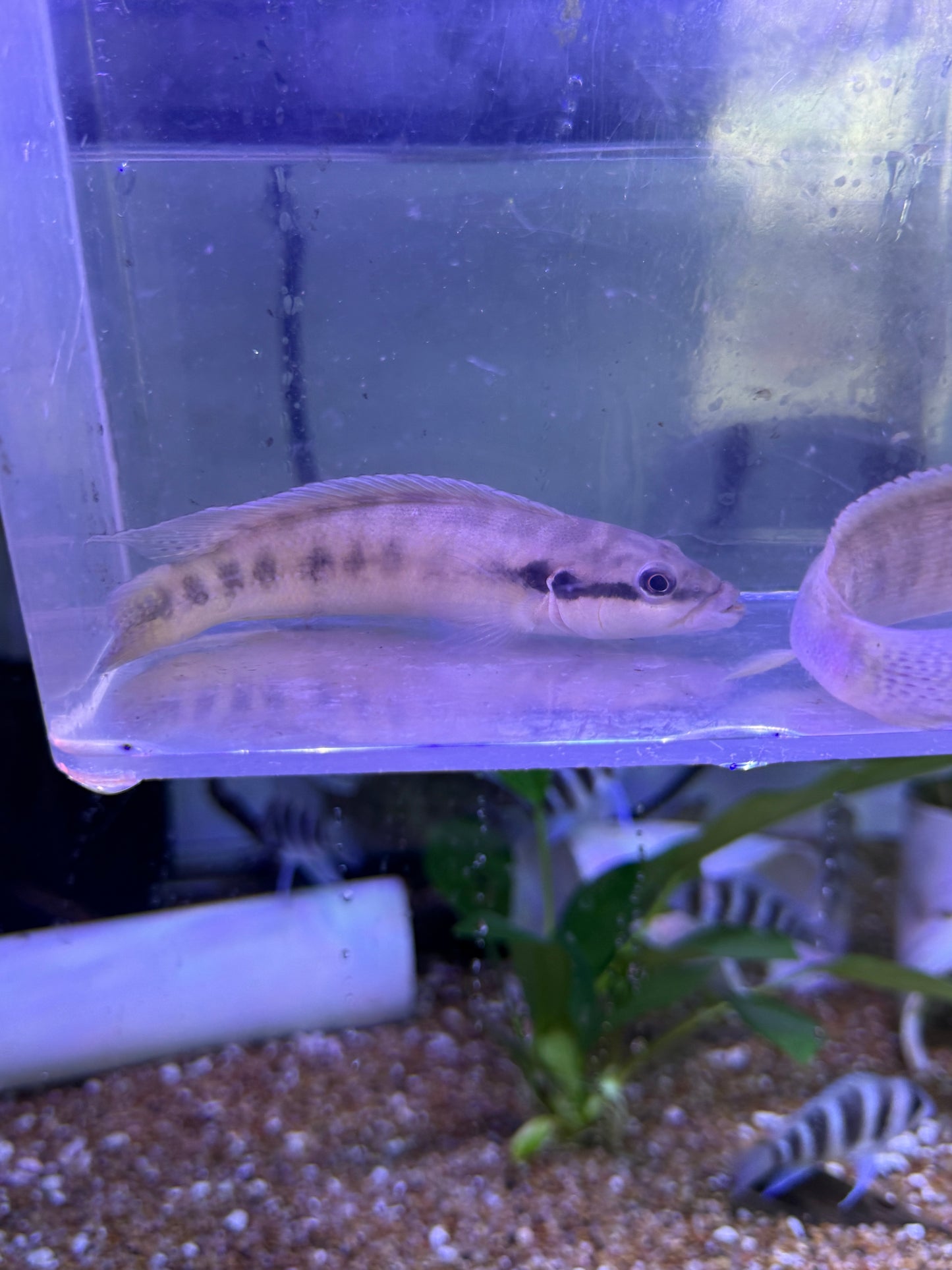 Crenicichla cyclostoma cametana