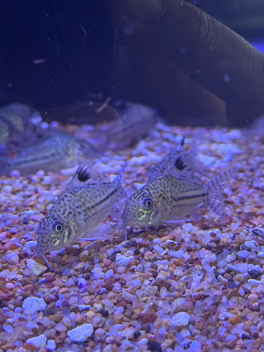 Corydoras Agassizii Peru