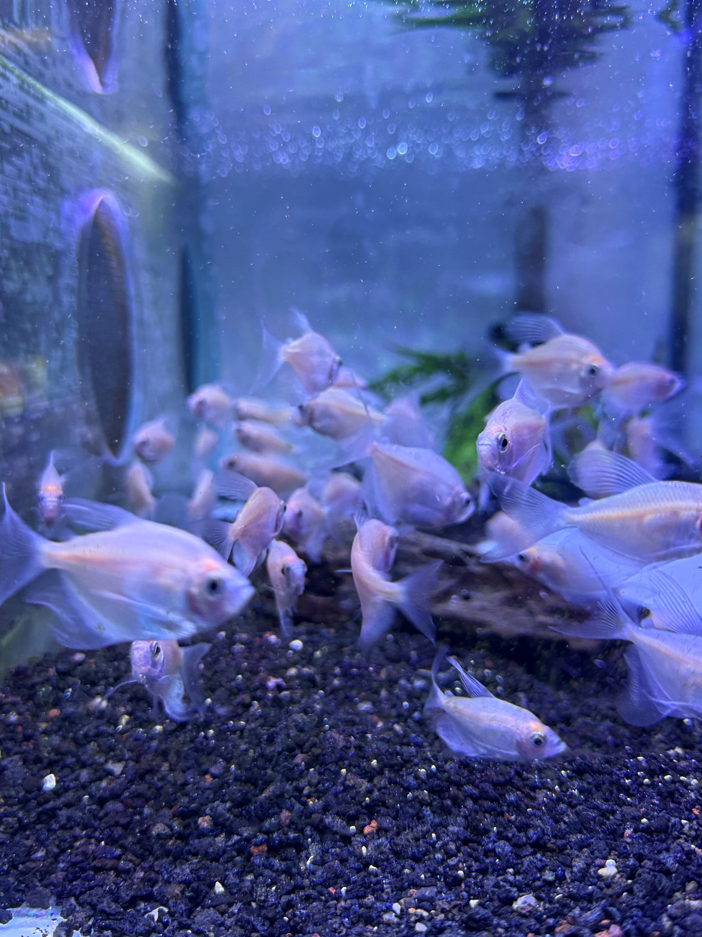 Longfin white skirt tetra