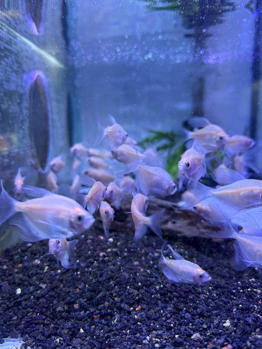 Longfin white skirt tetra