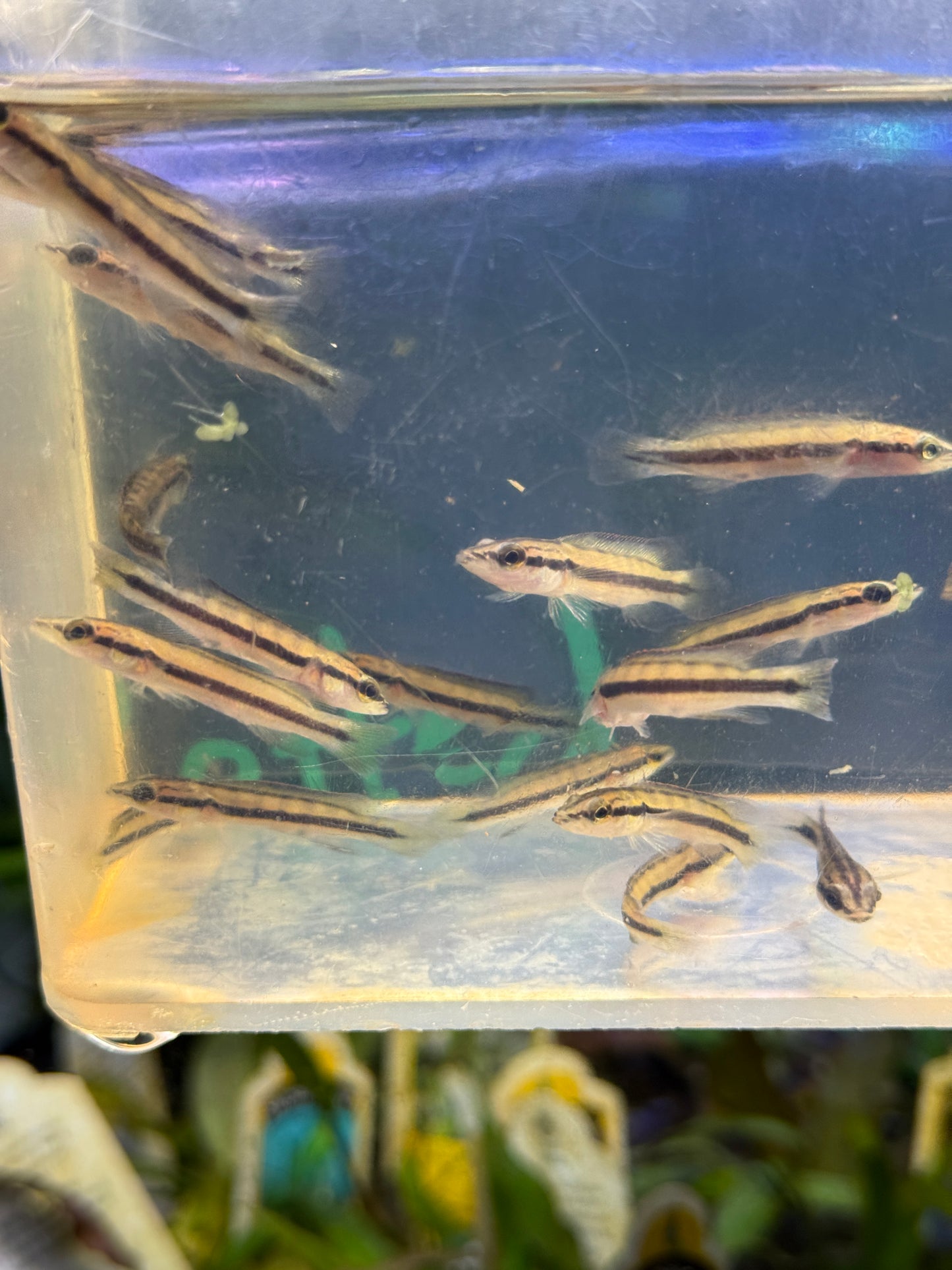 Crenicichla dandara Black Jacunda Pike Cichlid