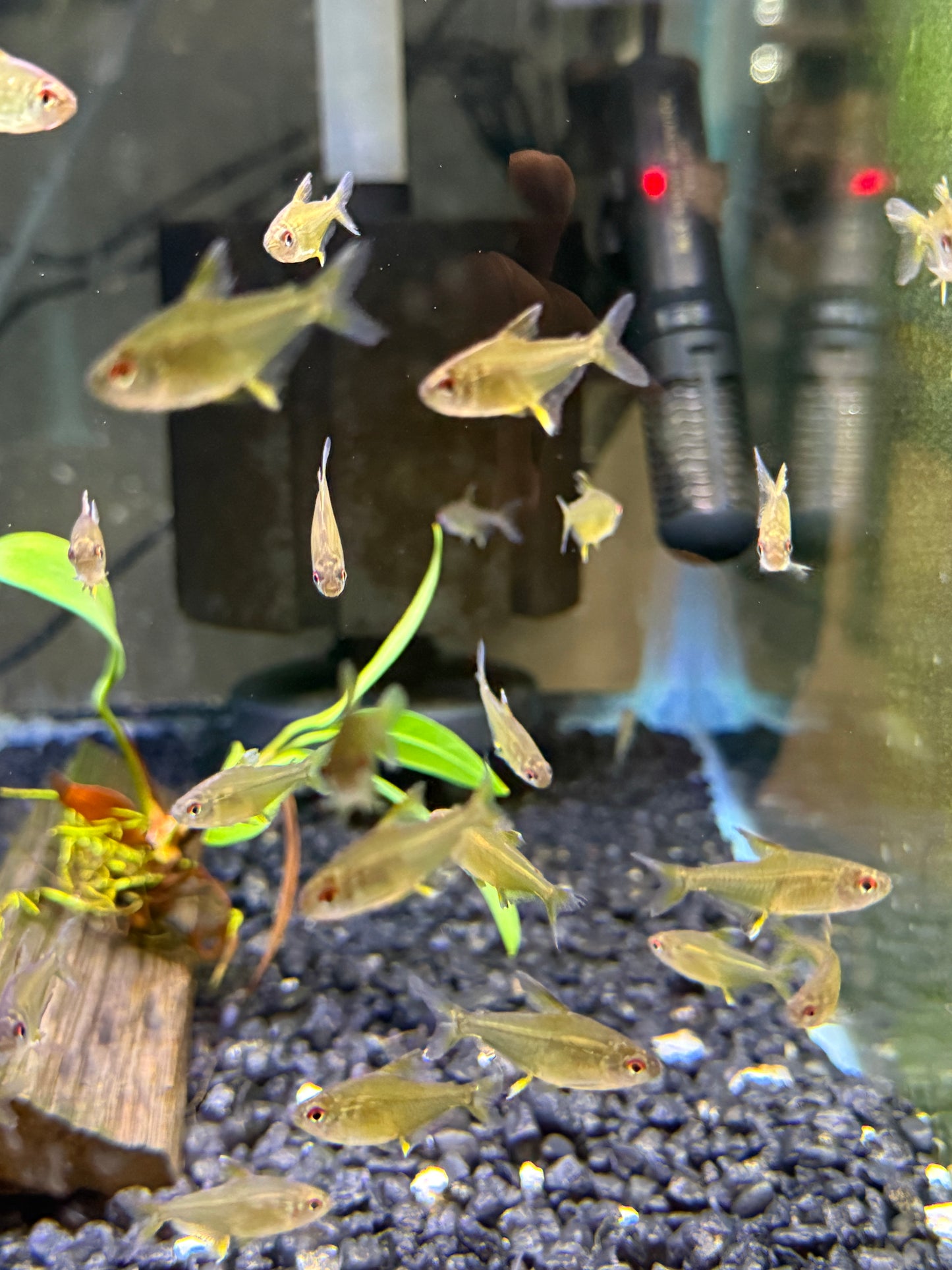 Lemon Tetra (Hyphessobrycon pulchripinnis)