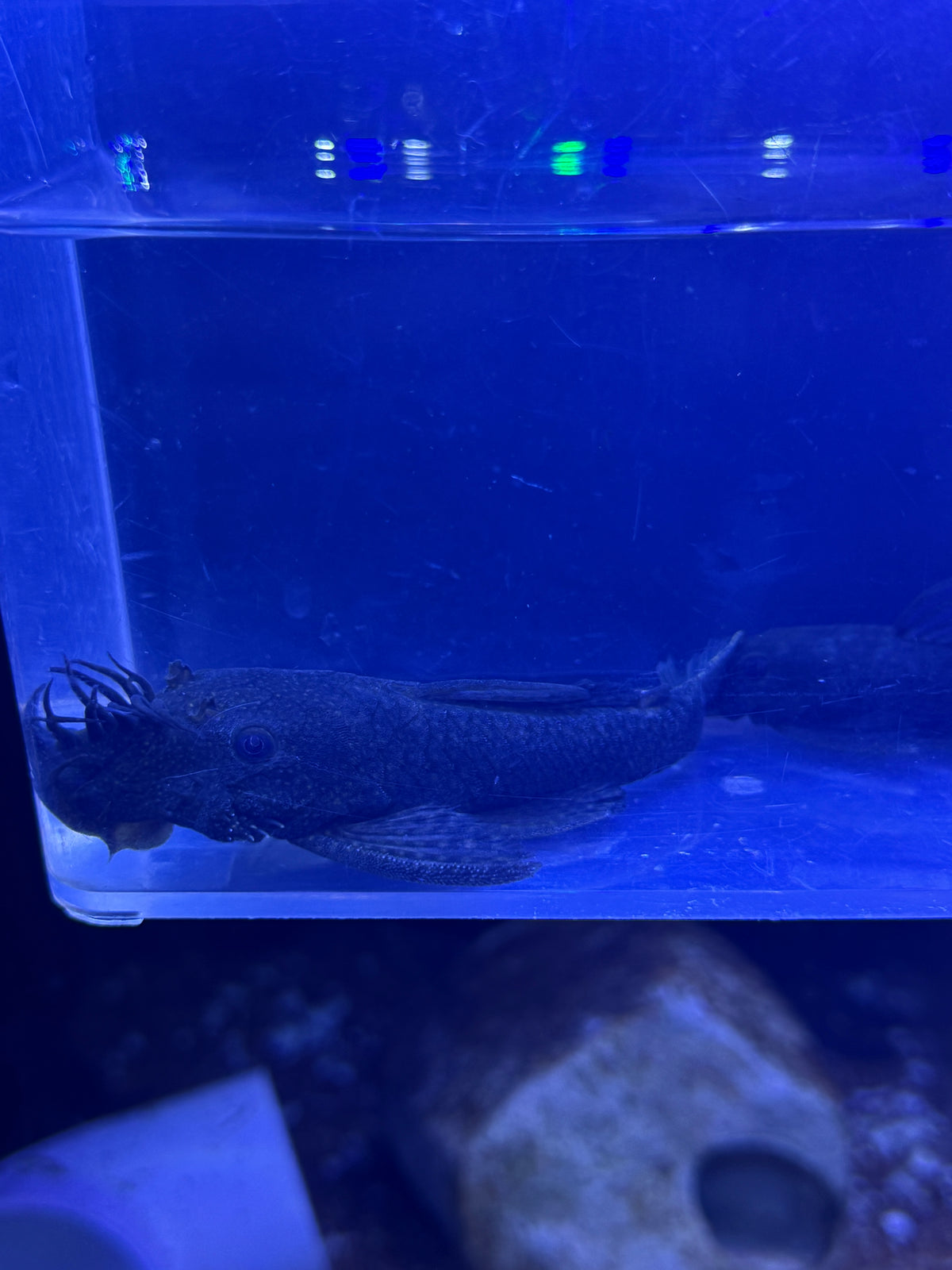 Bushy / Bristlenose pleco Wild Colombia  Ancistrus sp