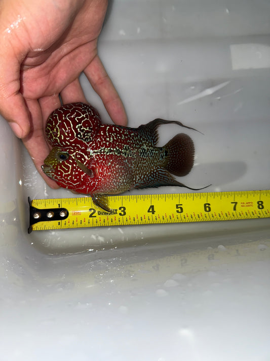 #2 Super Red Dragon Flower Horn