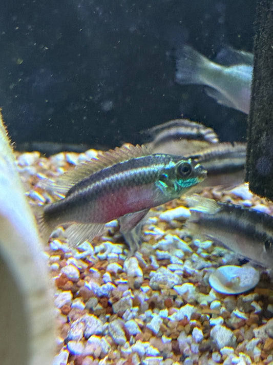 Rainbow kribs Pelvicachromis pulcher