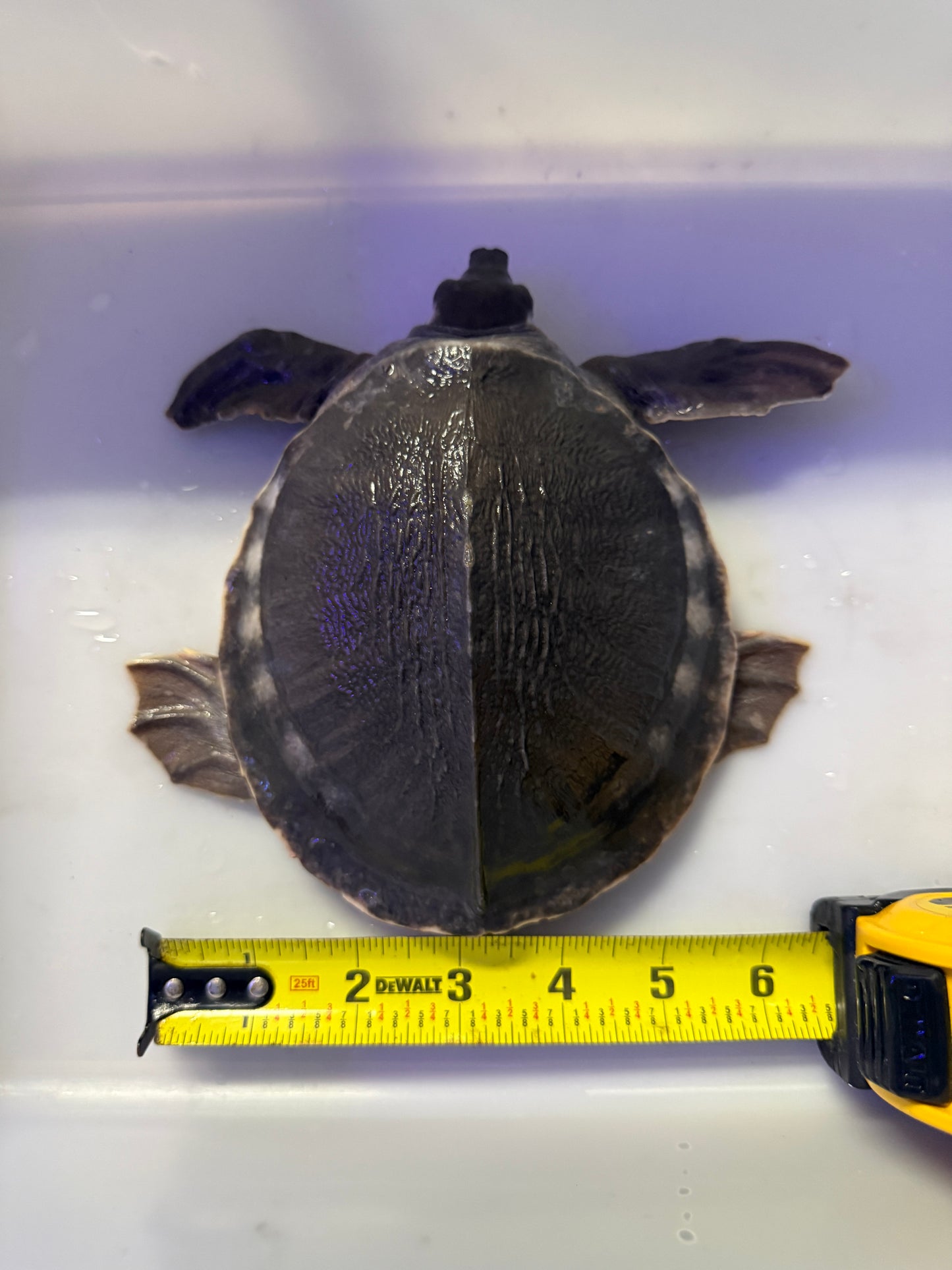 FLY RIVER TURTLE (CARETTOCHELYS INSCULPTA)