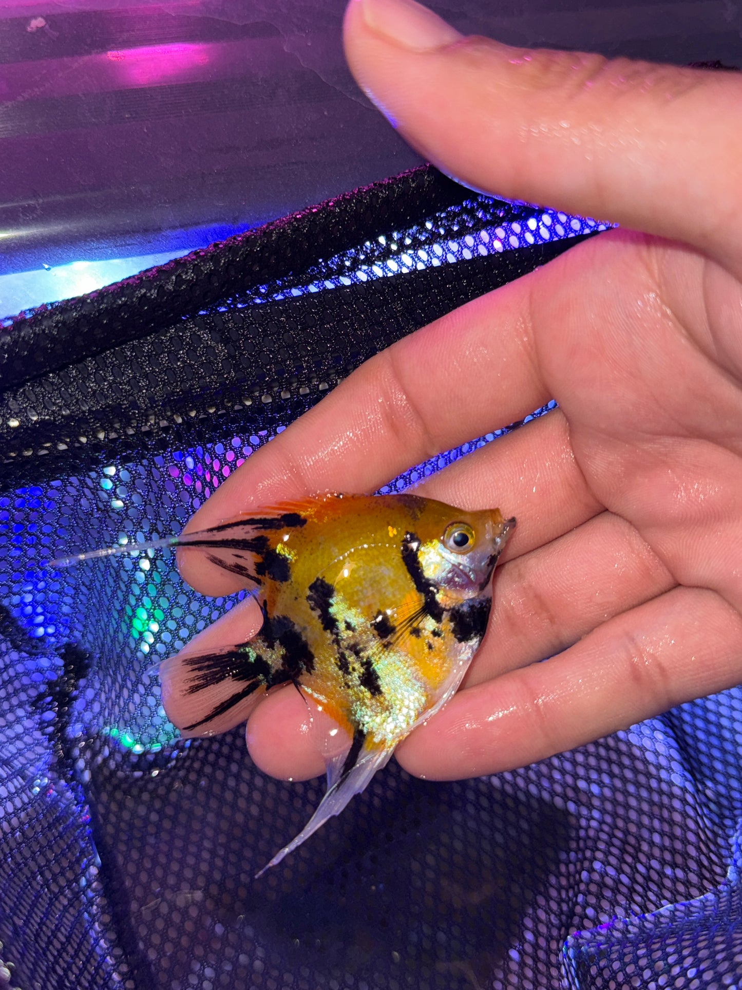 Red Devil Koi Angelfish Pterophyllum scalare