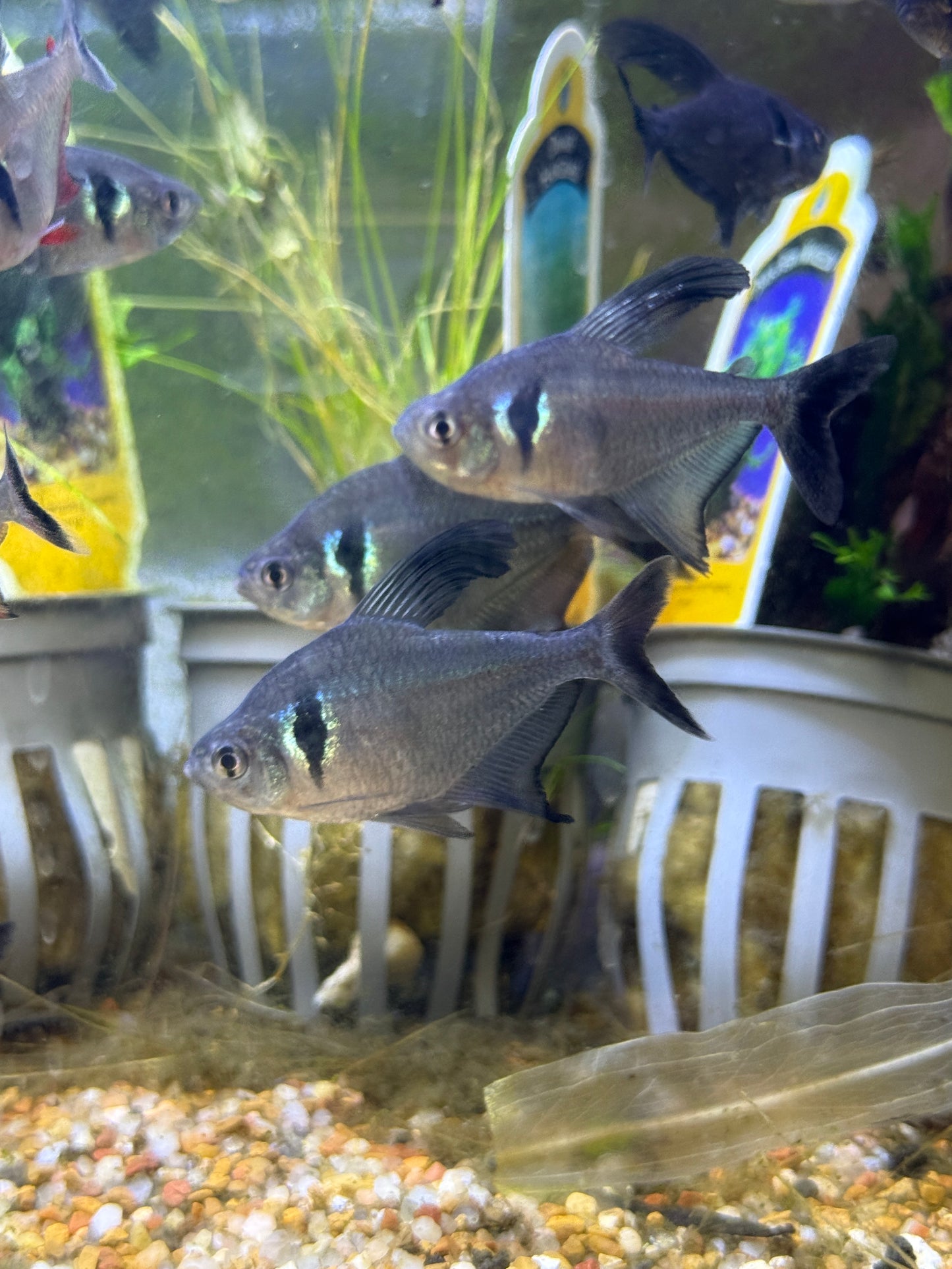 Black Phantom Tetra (Hyphessobrycon megalopterus)