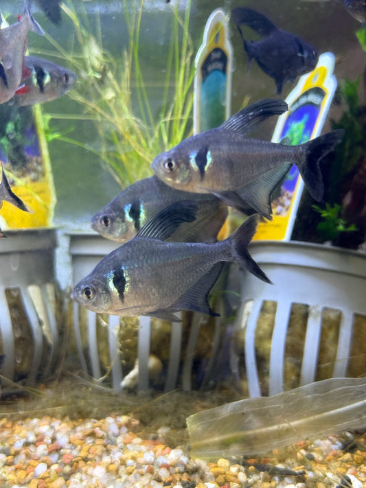Black Phantom Tetra (Hyphessobrycon megalopterus)