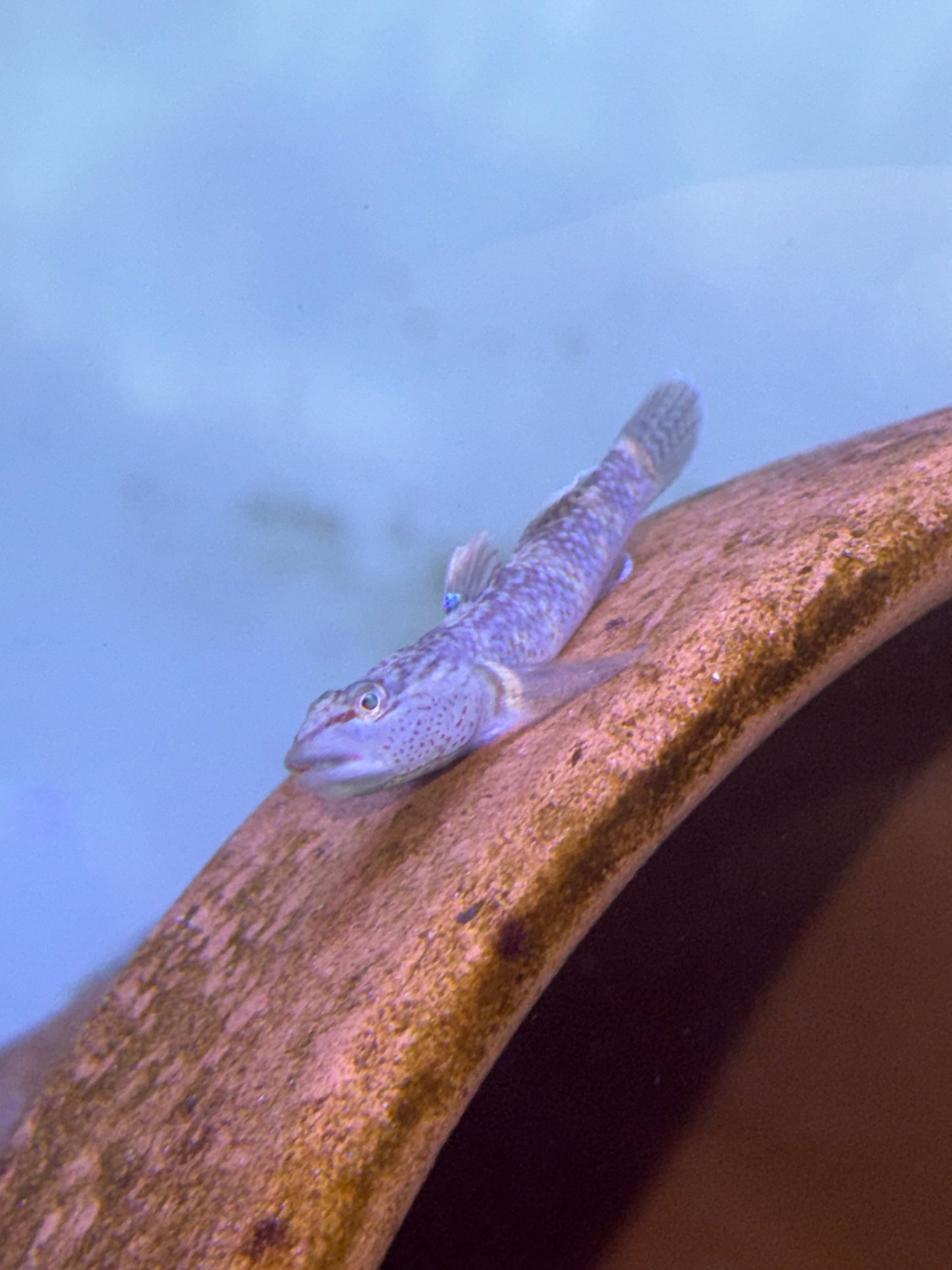 Rhinogobius leavelli  Leavelli Goby