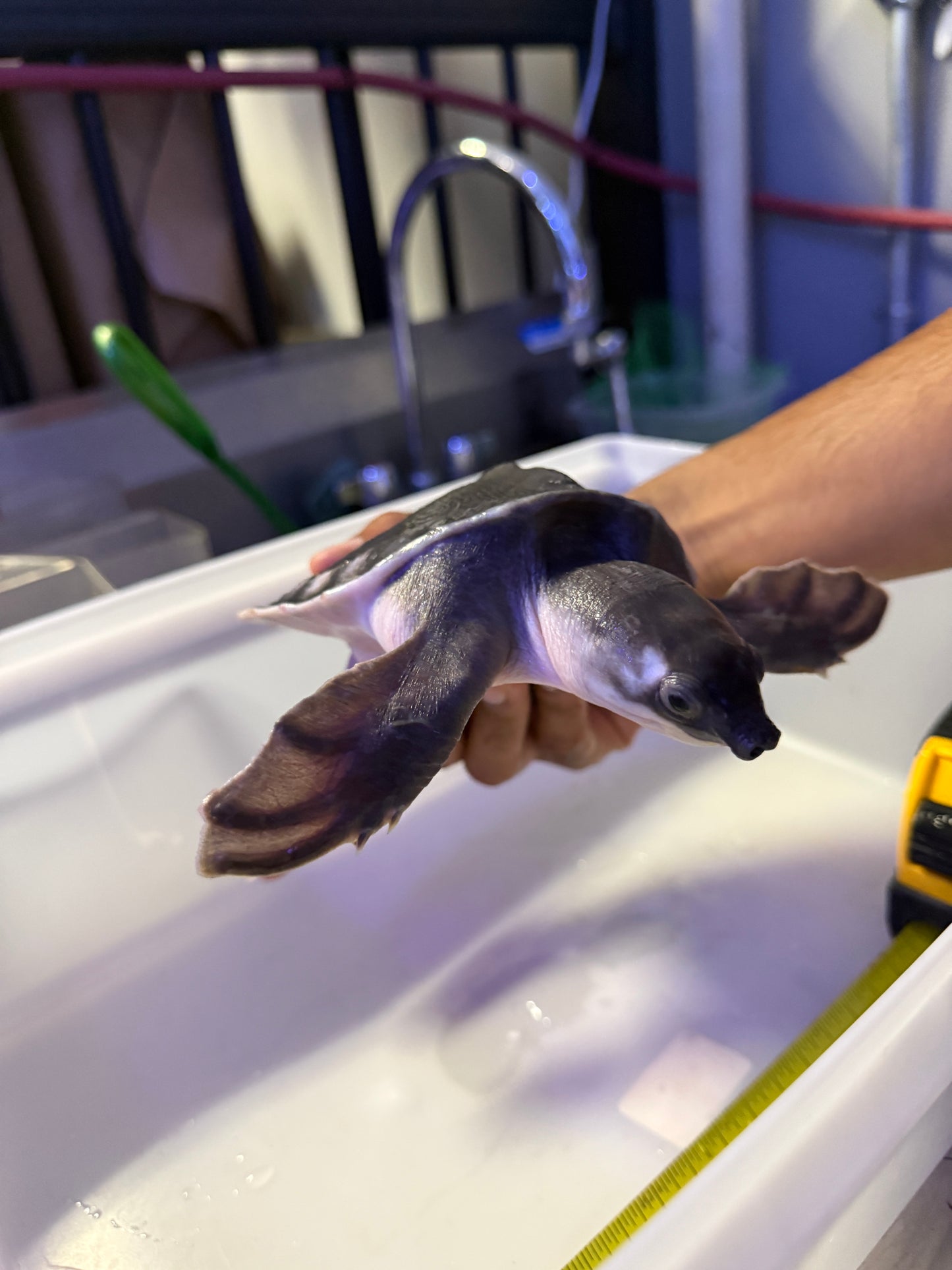 FLY RIVER TURTLE (CARETTOCHELYS INSCULPTA)