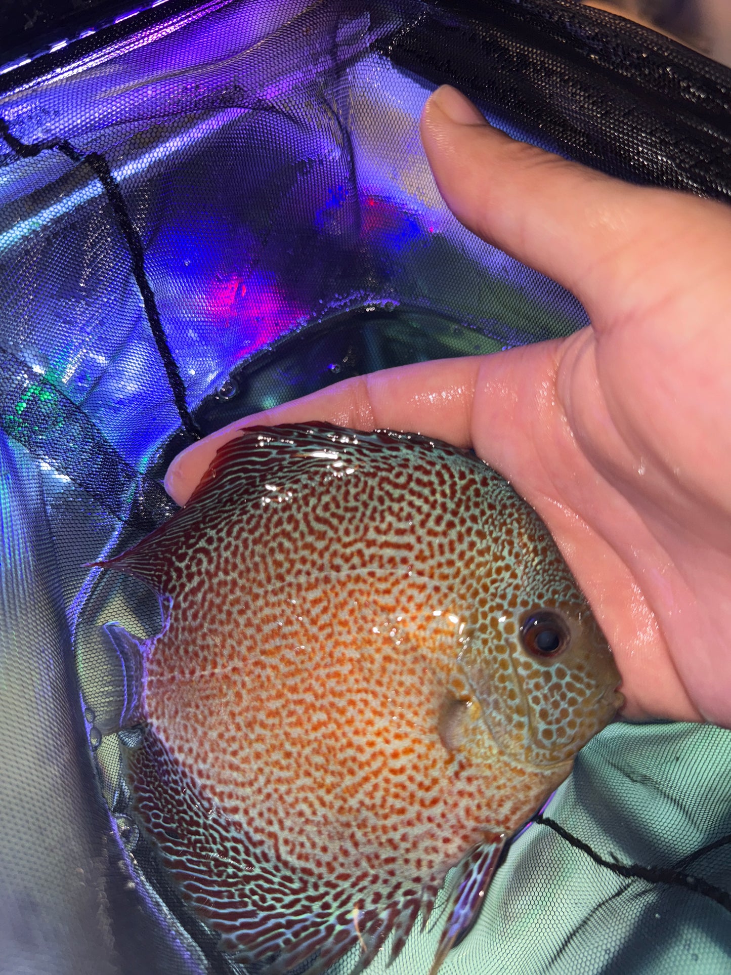 Full Spot Snake Skin Discus