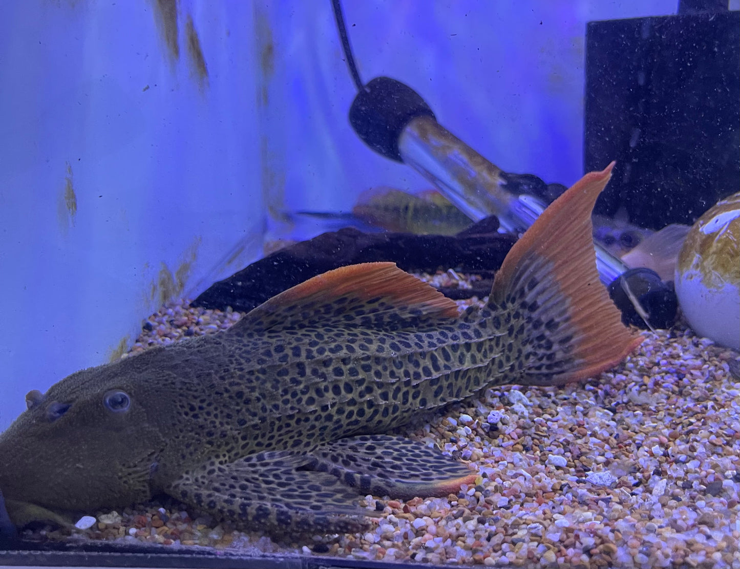 L600 Leopard Cactus Pleco (Pseudacanthicus Leopardus)