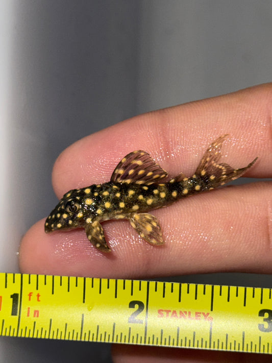 Angelicus Pleco – (Hypancistrus sp. L136b)
